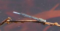Pseudagrion draconis
