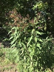 Vernonia gigantea