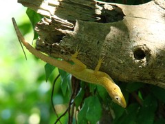 Anolis oculatus