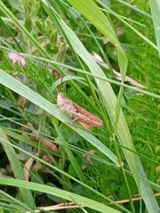 Chorthippus brunneus
