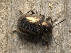 Graphops curtipennis