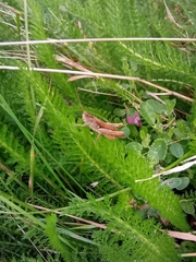 Chorthippus brunneus