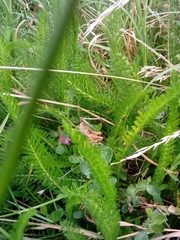 Chorthippus brunneus