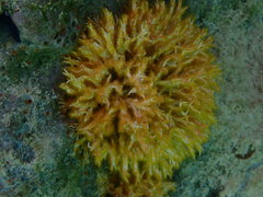 Salmacina huxleyi
