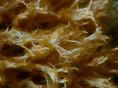 Salmacina huxleyi
