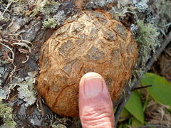 Prunus persica persica