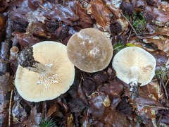 Lactarius pterosporus