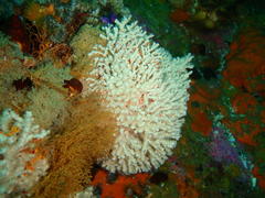 Melithaea rubra