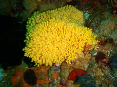 Melithaea rubra