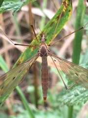 Tipula fulvipennis