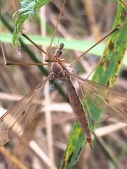 Tipula fulvipennis
