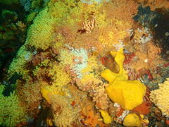 Melithaea rubra