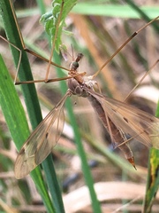 Tipula fulvipennis
