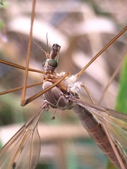 Tipula fulvipennis