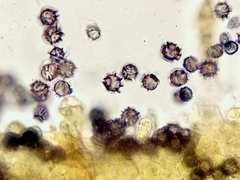 Lactarius pterosporus