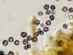 Lactarius pterosporus