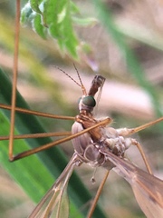 Tipula fulvipennis