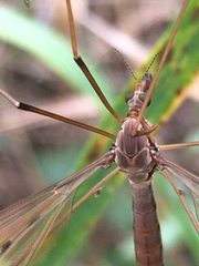 Tipula fulvipennis