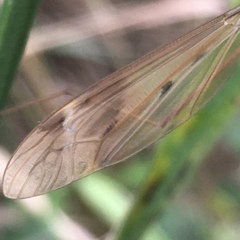 Tipula fulvipennis