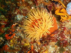 Pseudactinia flagellifera