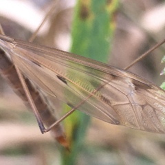 Tipula fulvipennis