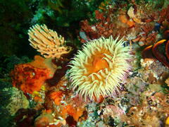 Pseudactinia flagellifera