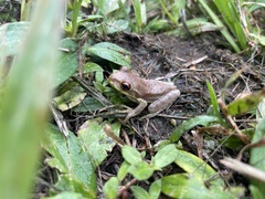 Osteopilus septentrionalis