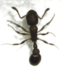 Cardiocondyla minutior