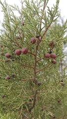 Juniperus turbinata