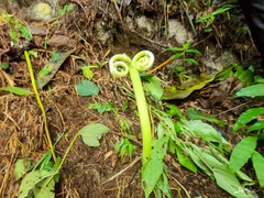 Thaumatophyllum bipinnatifidum