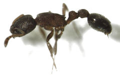 Cardiocondyla minutior