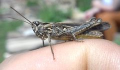 Glyptobothrus
