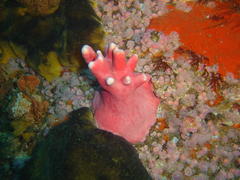 Stylaster nobilis