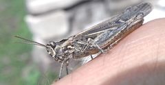Glyptobothrus