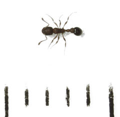 Cardiocondyla minutior