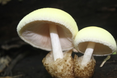 Volvariella bombycina flaviceps