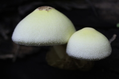 Volvariella bombycina flaviceps