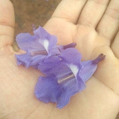Jacaranda cuspidifolia