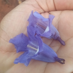 Jacaranda cuspidifolia