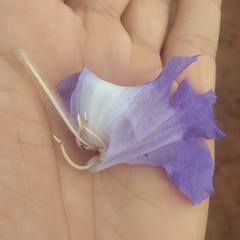 Jacaranda cuspidifolia