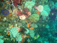 Eunephthya thyrsoidea