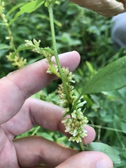 Cuscuta cephalanthi