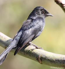 Melaenornis pammelaina ater