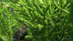 Peridroma saucia