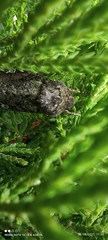 Peridroma saucia