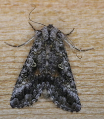 Syngrapha octoscripta