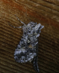 Syngrapha octoscripta