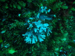 Stylaster nobilis