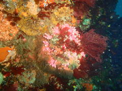 Stylaster nobilis