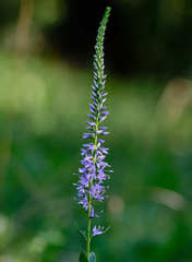 Veronica barrelieri